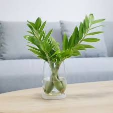 ZZ Plant
